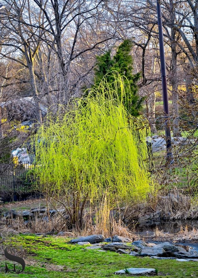 1 Signs of spring in Central park-4.jpg