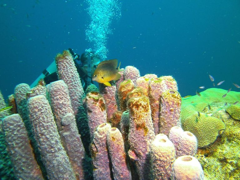 PICT0237 Bonaire.JPG