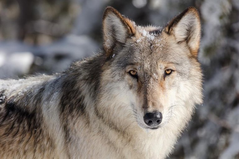 wolf-3818343_1920.jpg