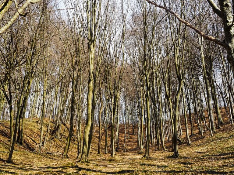 beautiful trees 3.jpg