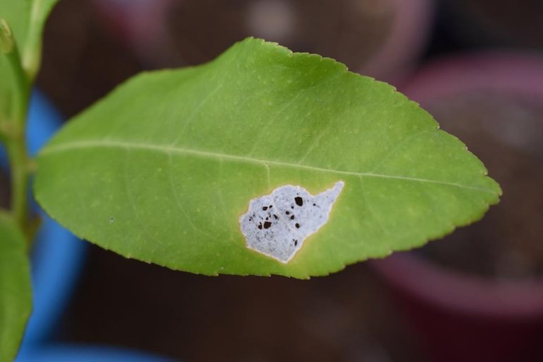 leaf elephant steemit.jpg