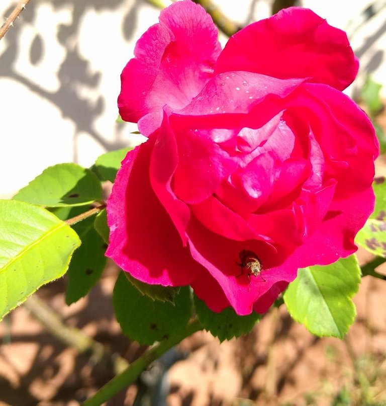 Rose (1).jpg