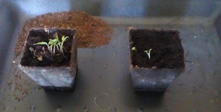 Future Chilli and Sage - 960x490.jpg