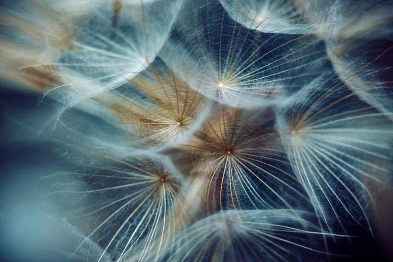 Dandelion-universe-1300.jpg