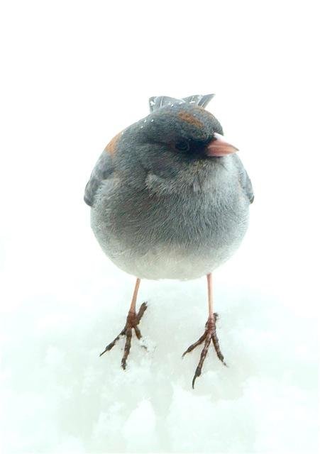 Dark-eyed Junco b.jpg