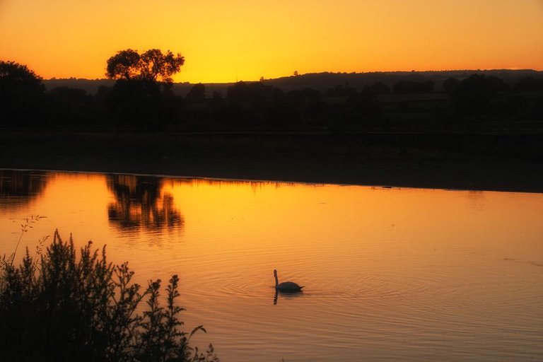 sunset swans Dryslwyn Castle- by steve j huggett (3).jpg