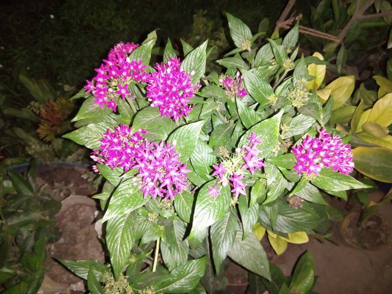 IMG_20180815_193320.jpg