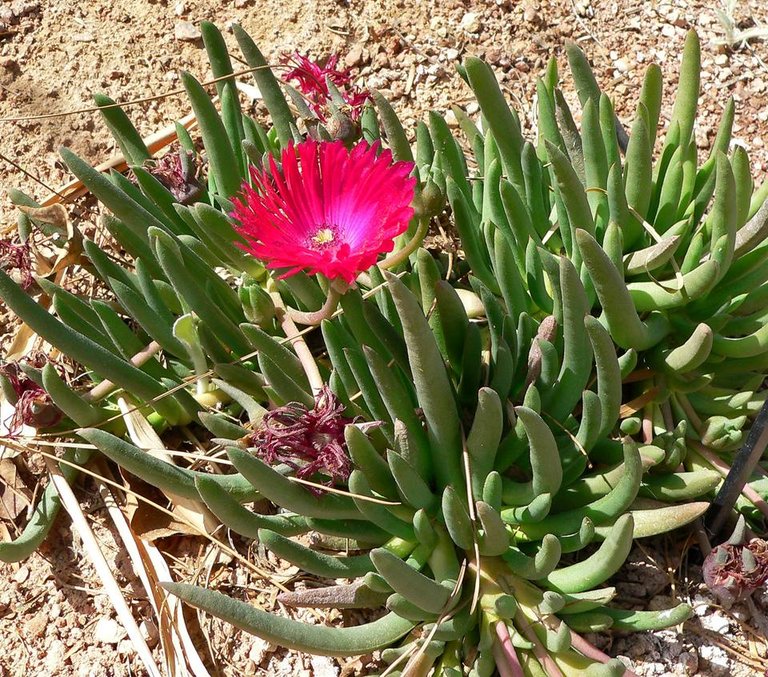 nazCephalophyllum_stayneri.jpg