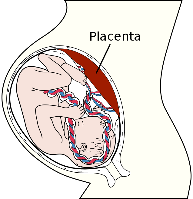 637px-Placenta.svg.png