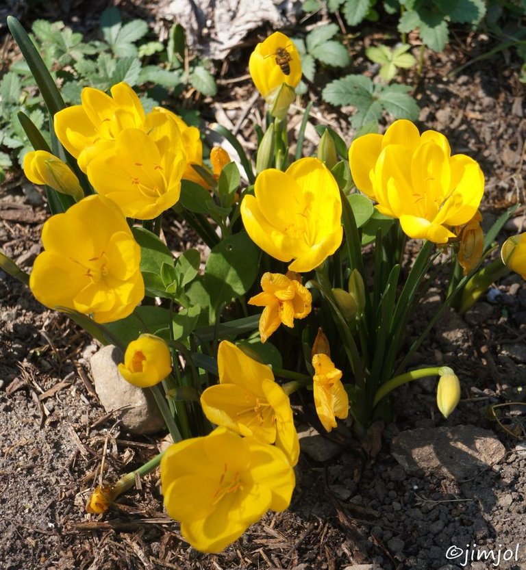 DSC04884 Sternbergia lutea Vendangeuse Vendangeuse jaune .JPG