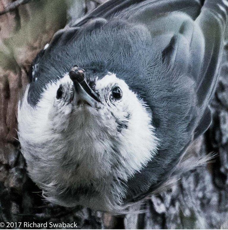 White-breasted Nuthatch.jpg