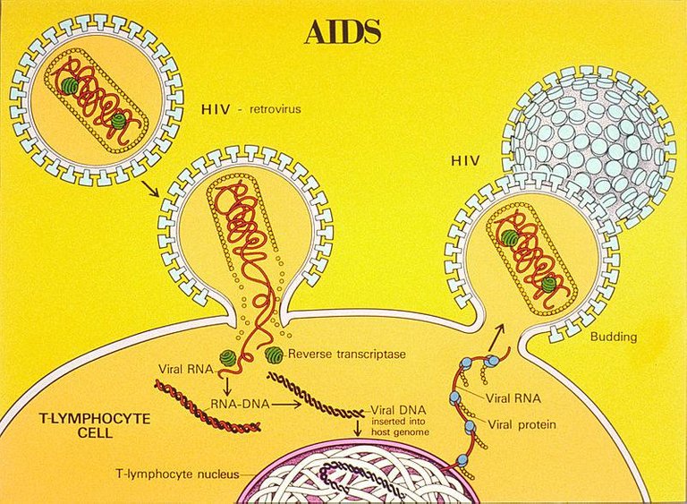 800px-AIDS_life_cycle_illustration.jpg