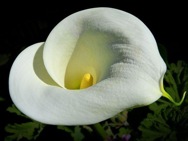 white-lily-1369333__480.jpg