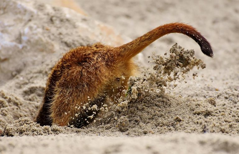 head-stuck-in-the-sand-3510206_1280.jpg