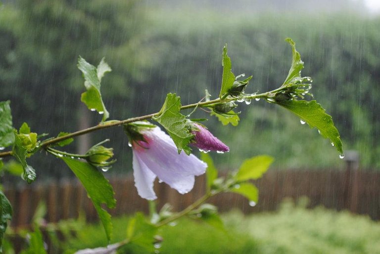 rain_flower_by_strangexandxstranger-d32s84x.jpg