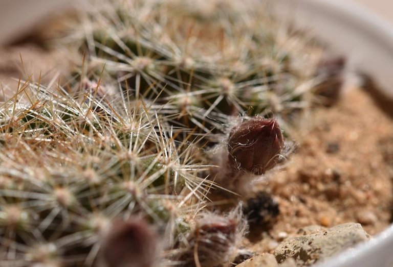 Aylostera Flavistyla FR756 cactus flower 4.jpg