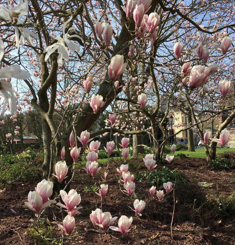 Magnolia en fleurs.JPG