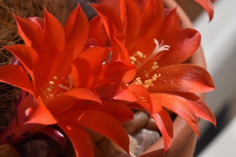 Rebutia hybrid flowers 1.jpg