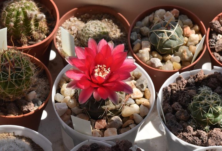 Gymnocalycium baldianum flower 3.jpg