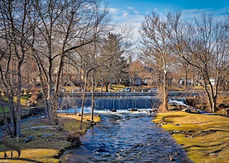 1 Tree Tuesday at the duck Pond-2.jpg