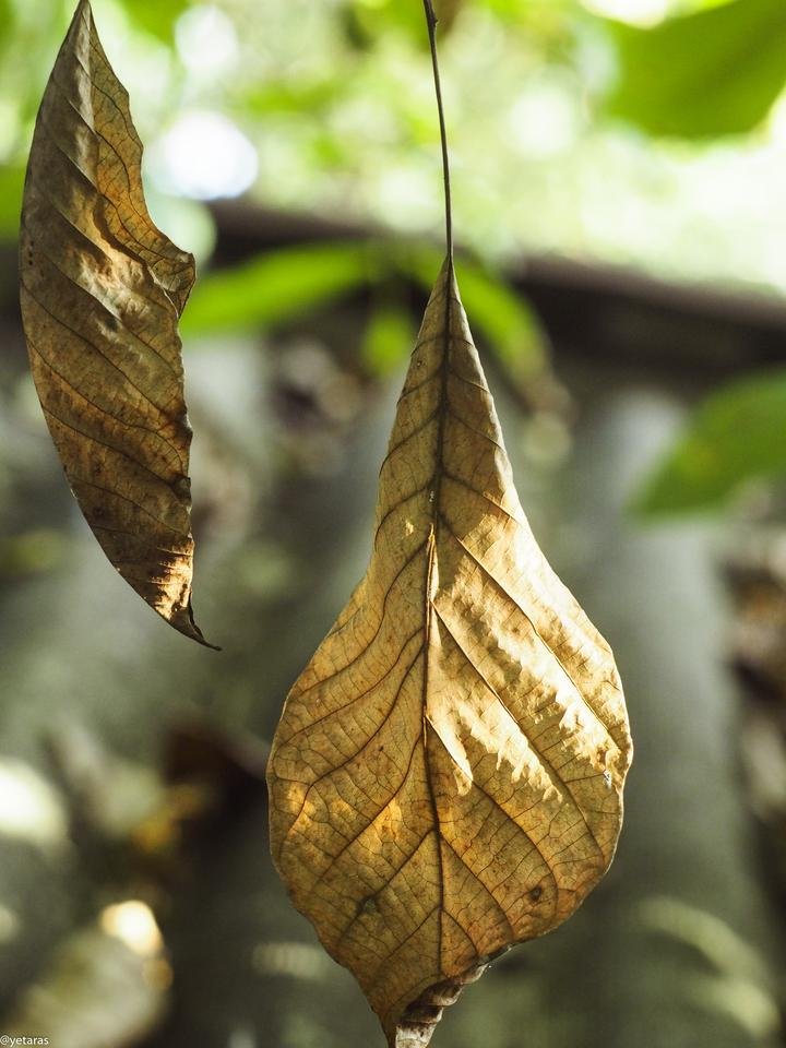 dried leaf 1.jpg