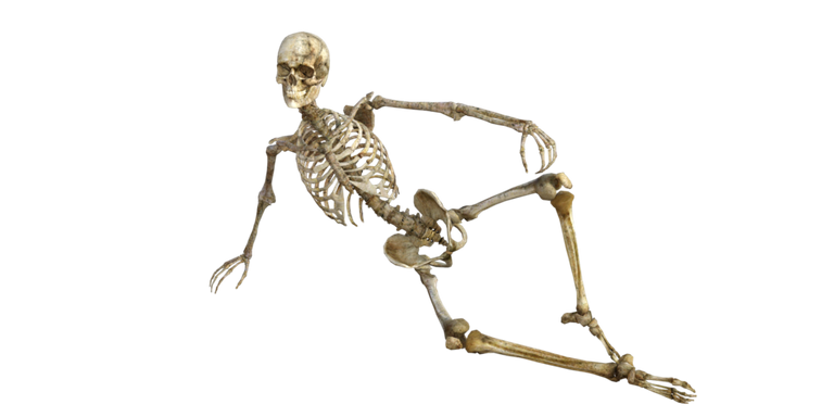 skeleton-1561177_1920.png