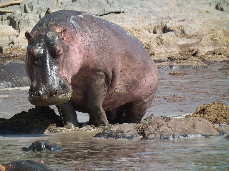 Hippopotamus_amphibius_in_Tanzania_2827_Nevit.jpg