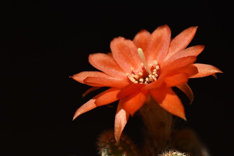 Chamaecereus silvestrii long flower.jpg