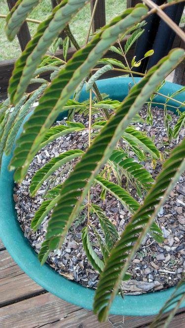 closed frond.jpg