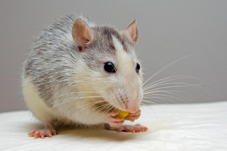 eating-mouse-rat-51340.jpg