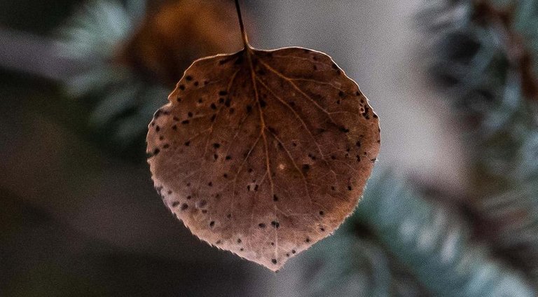 Aspen Leaf b.jpg