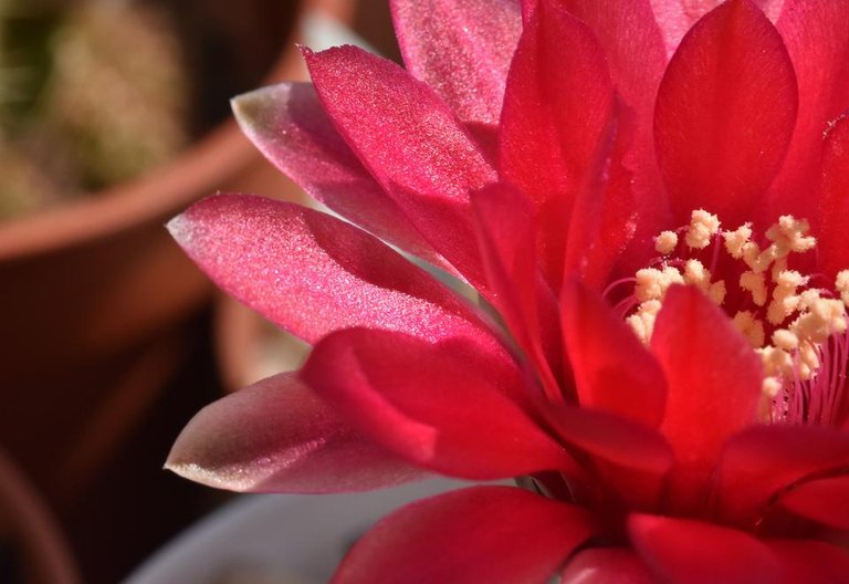 Gymnocalycium baldianum flower 2.jpg