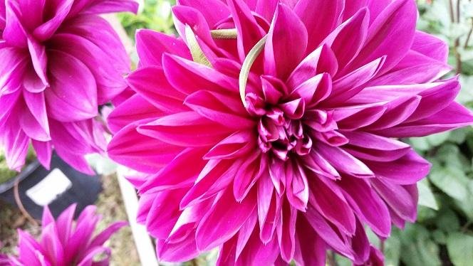 Thomas A Edison Dahlia pic.jpg