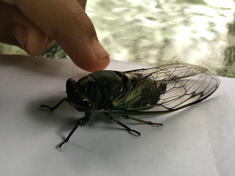 nature photography cicada 1.jpg