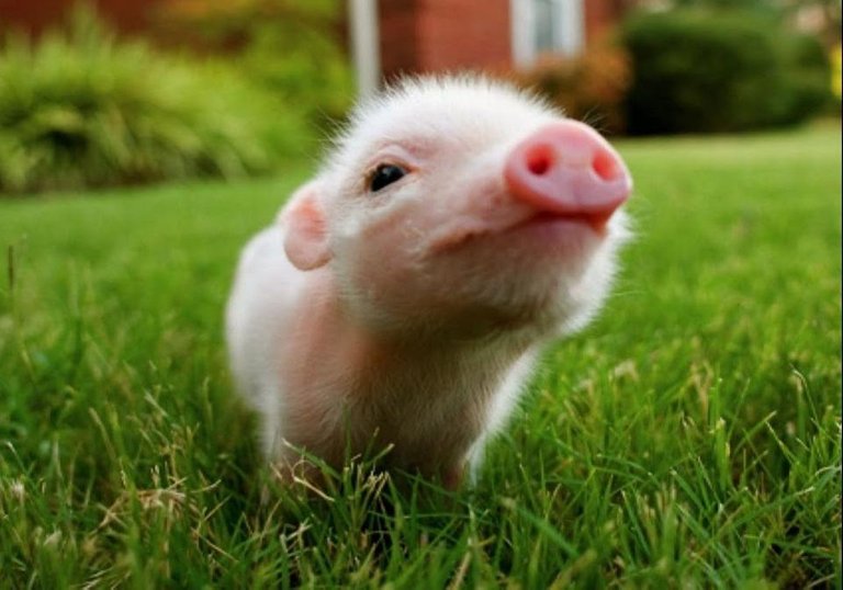 mini-pigs-cutest-micro-pigs-videos-compilation.jpg