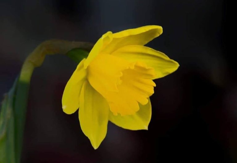 daffodil.jpg