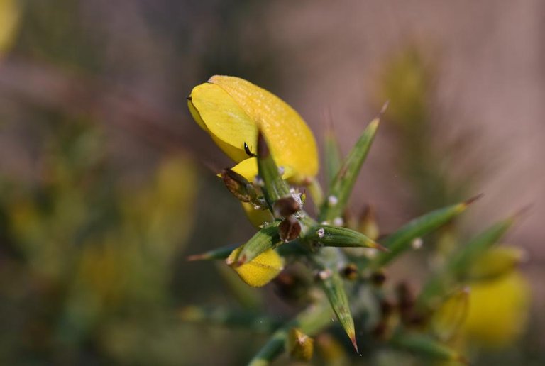 Ulex gorse bush yellow bud bokeh.jpg