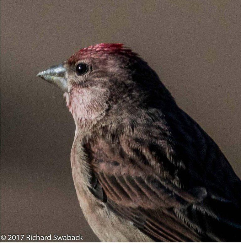 Cassin's Finch.jpg