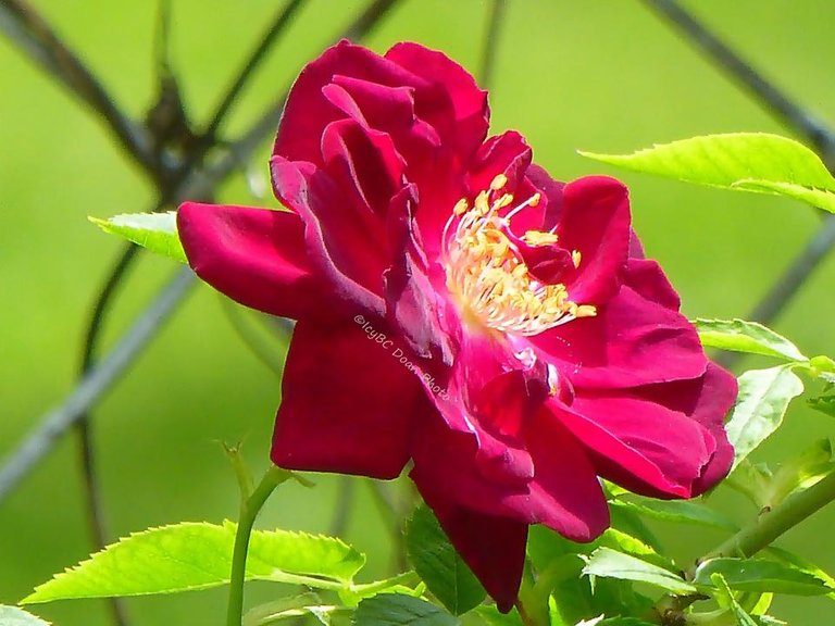 Backyard Rose.JPG