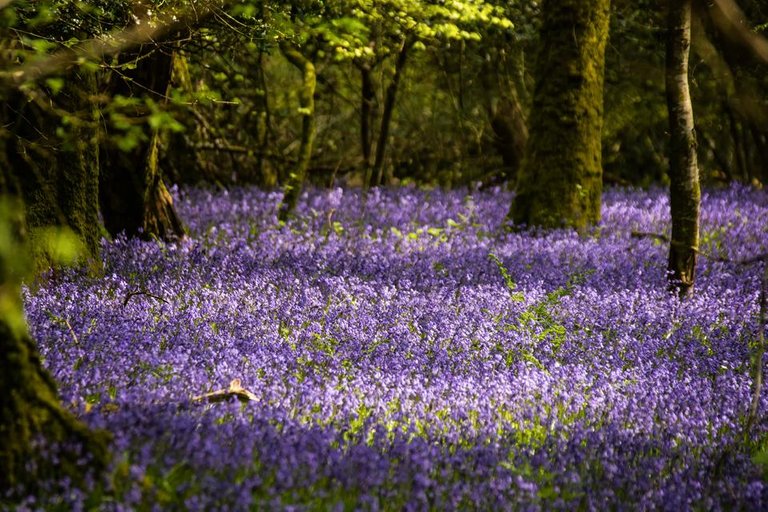 bluebells trigeb woods - by steve j huggett.jpg