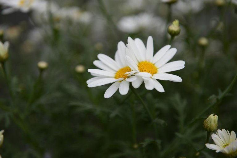 daisies-4220530_1920.jpg