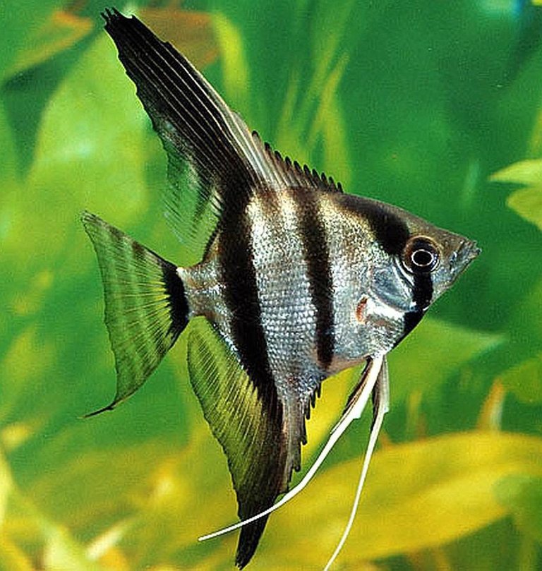 Silver-Zebra-Angelfish-Pterophyllum-scalare_1.jpg