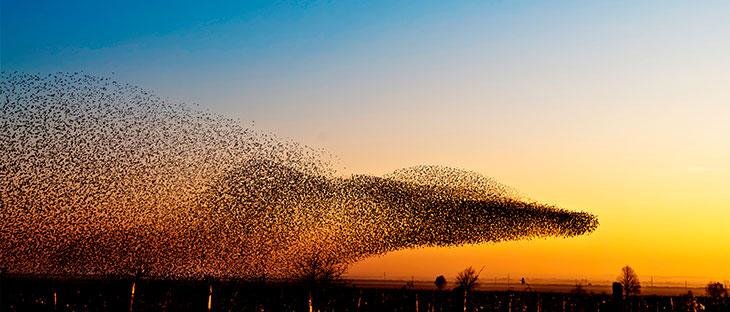 swarm-intelligence-birds.jpg