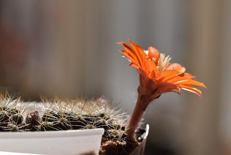 Aylostera Flavistyla FR756 cactus flower 5.jpg