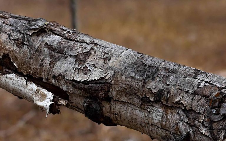 Aspen Fallen Log.jpg