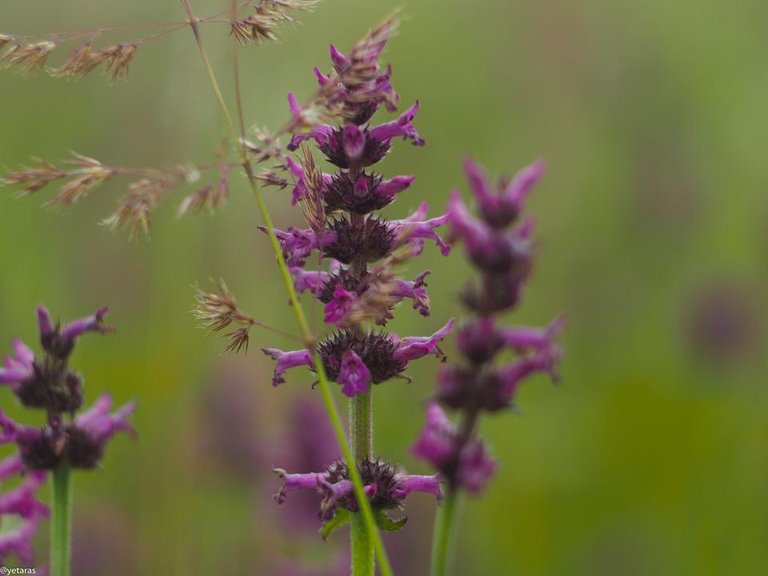 violet wild field flower 3.jpg