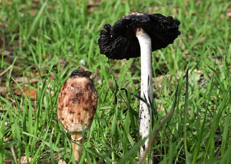 mushrooms black stuff 1.jpg