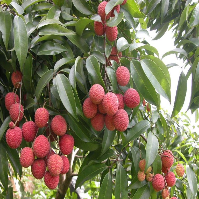 5seeds-Four-Seasons-potted-Litchi-tree-seeds-balcony-vegetables-fruits-Bonsai-plant-DIY-home-garden-Easy.jpg