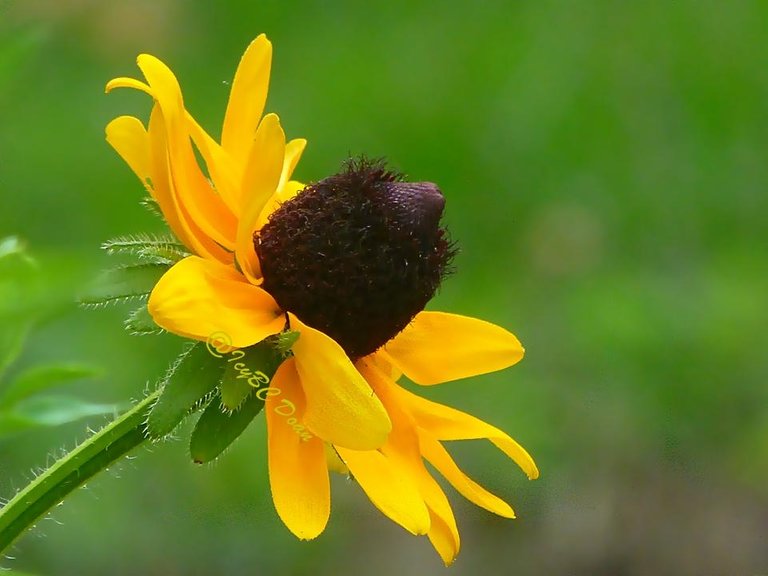 black eyed susan 1.JPG