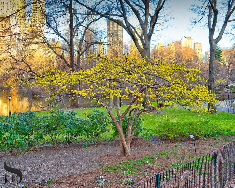 1 Signs of spring in Central park.jpg